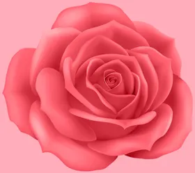 玫瑰花白情人节黄红