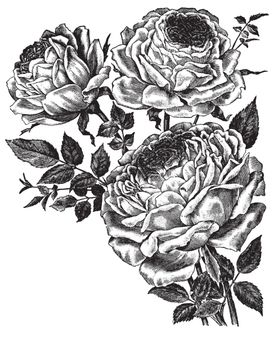 素描绘画植物花朵