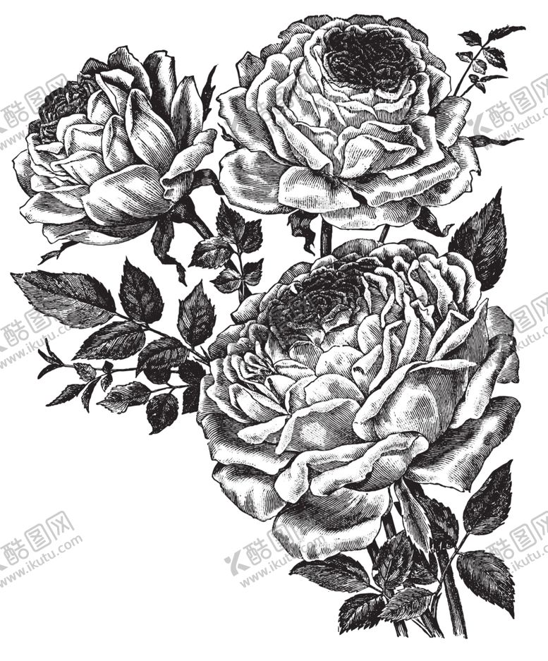 编号：25817409262232408835【酷图网】源文件下载-素描绘画植物花朵