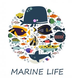 海洋壳类生物