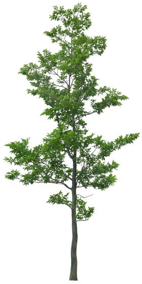 免扣植物树木素材图片