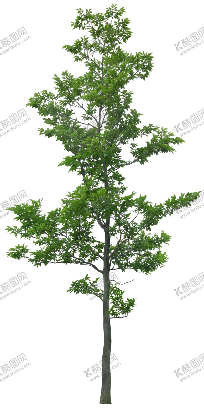 编号：24915705180545049776【酷图网】源文件下载-免扣植物树木素材图片