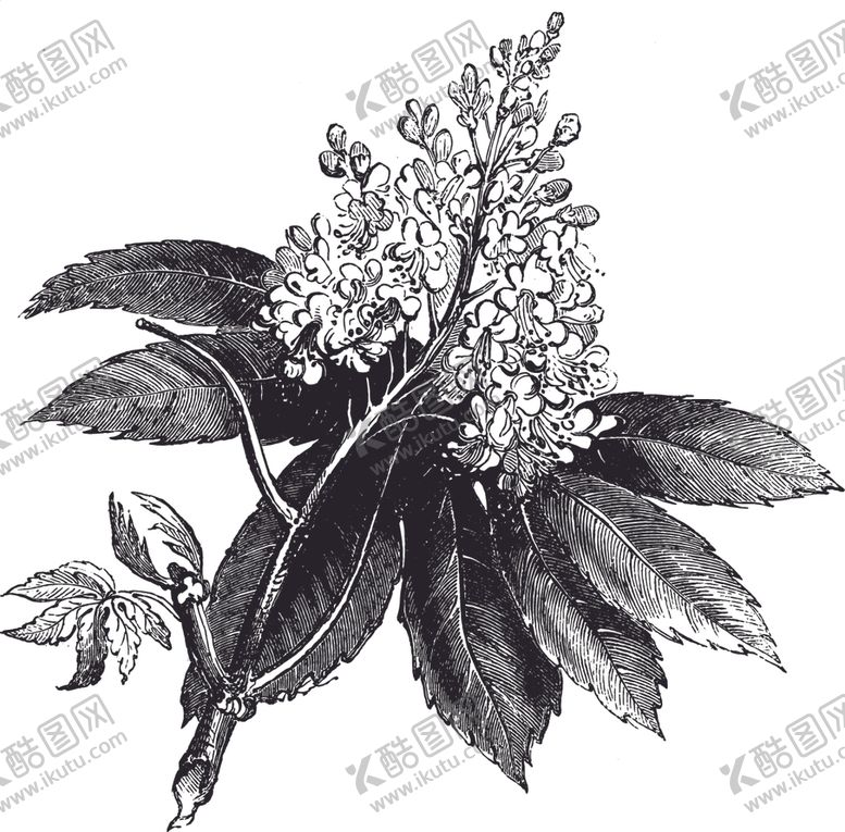 编号：90691901282054257767【酷图网】源文件下载-枇杷花