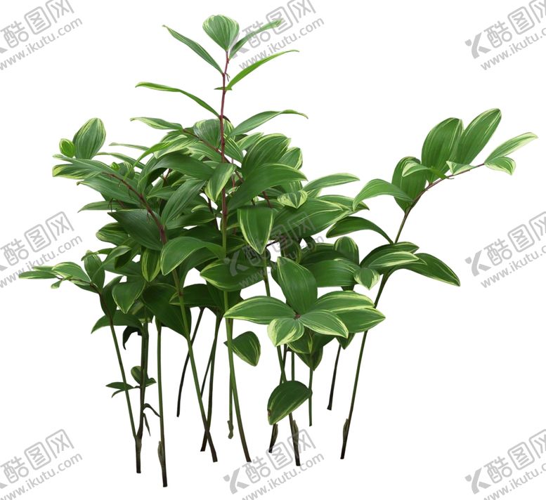 编号：44314211010901347514【酷图网】源文件下载-玉竹灌木