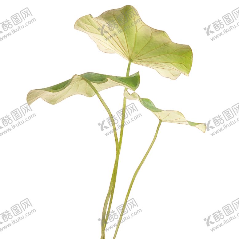 编号：19760704180458581035【酷图网】源文件下载-荷花元素