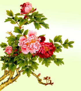牡丹花