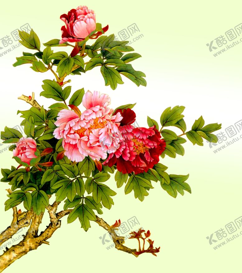 编号：28121106271832516611【酷图网】源文件下载-牡丹花