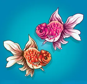 鲤鱼插画
