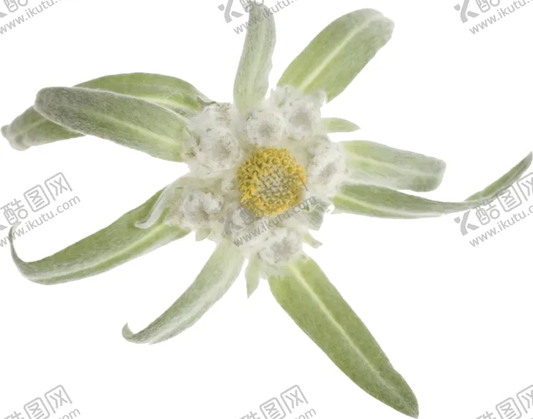 雪绒花PNG免扣素材药用植物生物世界艺