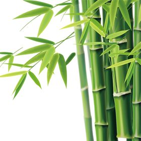 透明png竹子图片