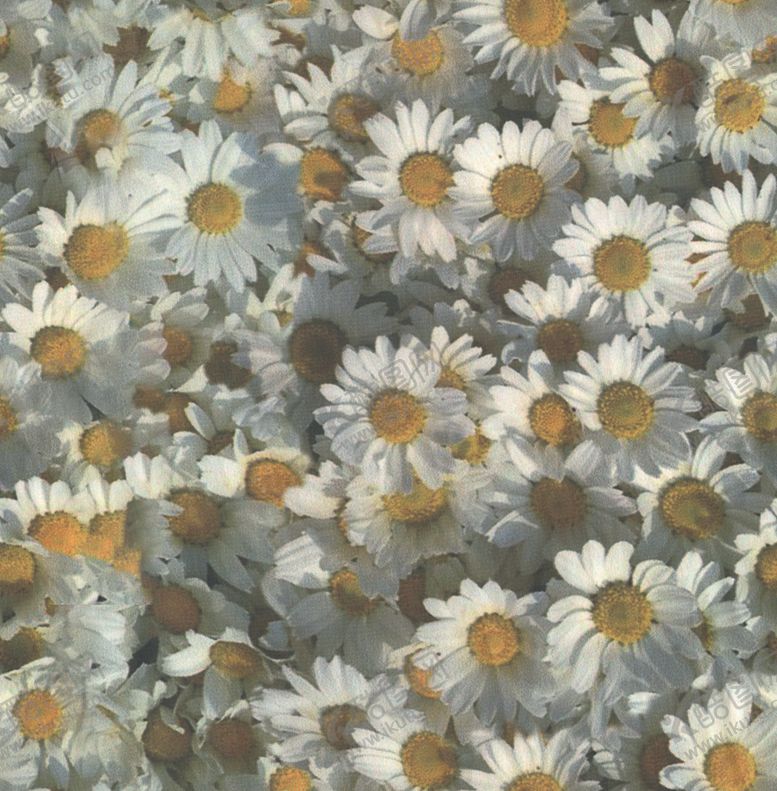 编号：80362309291126583977【酷图网】源文件下载-小花