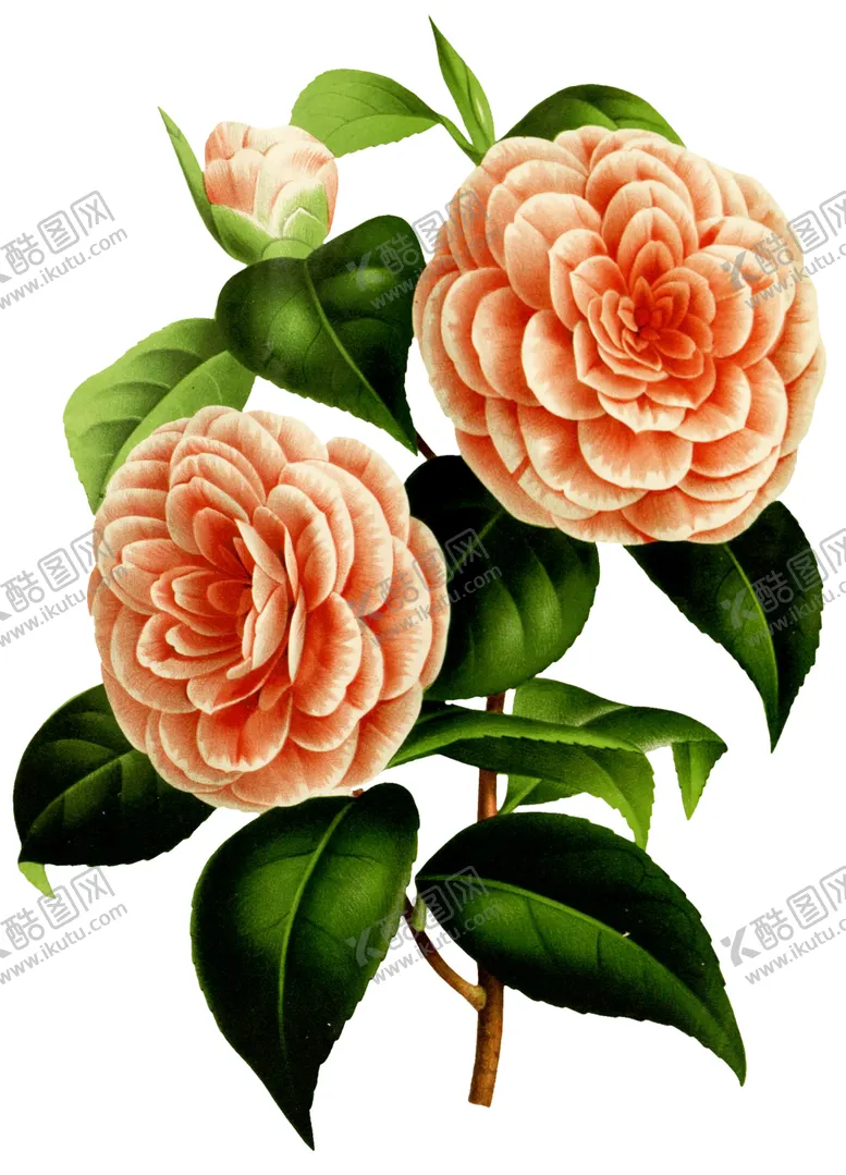 编号：36117407021107068011【酷图网】源文件下载-复古鲜花植物装饰图案