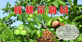 核桃采摘园区