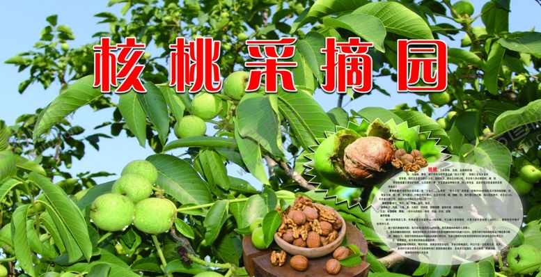 编号：60983509210942304417【酷图网】源文件下载-核桃采摘园区