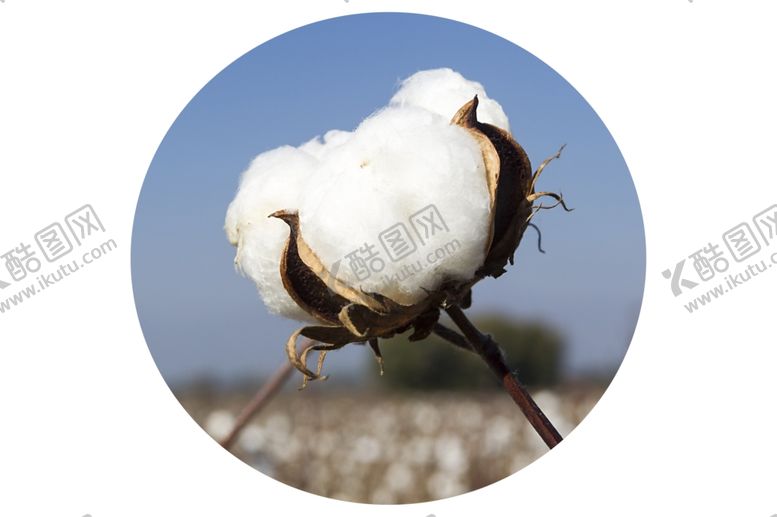 编号：40655209241841045758【酷图网】源文件下载-棉花