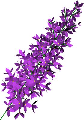 丁香花