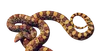蟒蛇