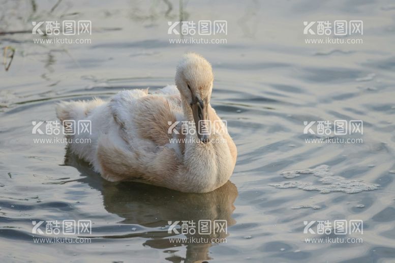 编号：61271511232033497561【酷图网】源文件下载-天鹅