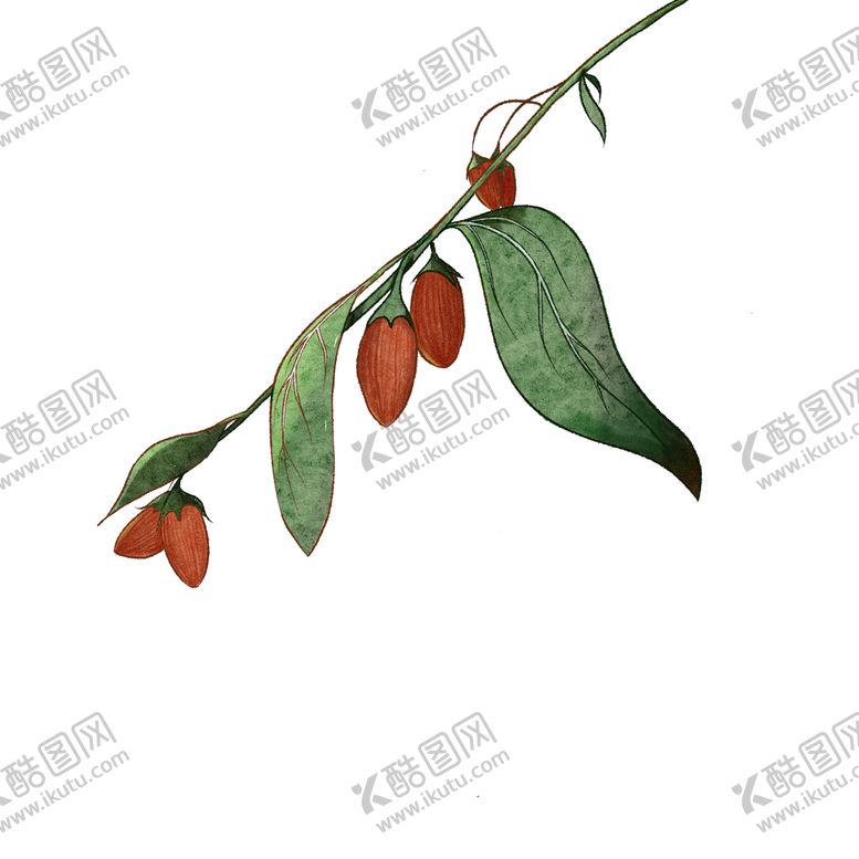 编号：49268509220459208419【酷图网】源文件下载-枸杞