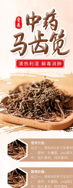 中药马齿笕