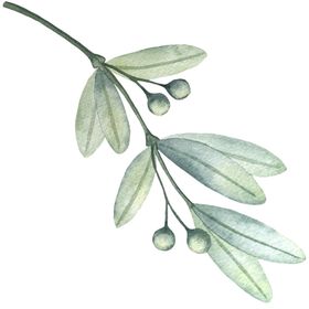 手绘植物