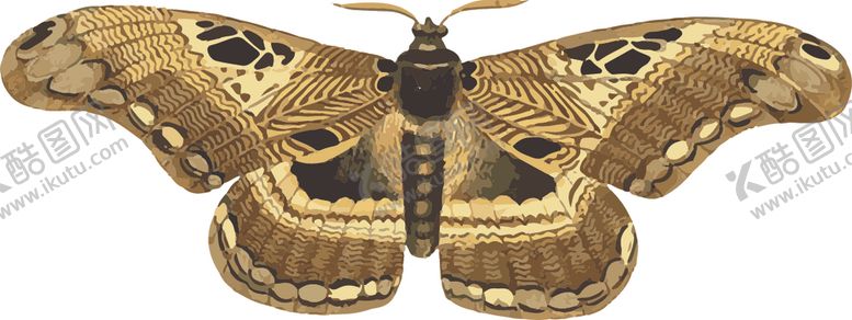 编号：96969910281351352770【酷图网】源文件下载-自然昆虫标本插画