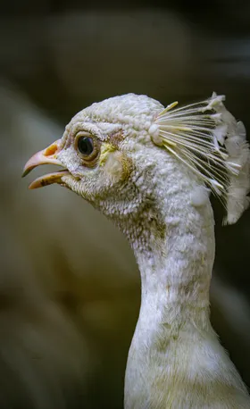 孔雀摄影生物世界鸟类保护动物