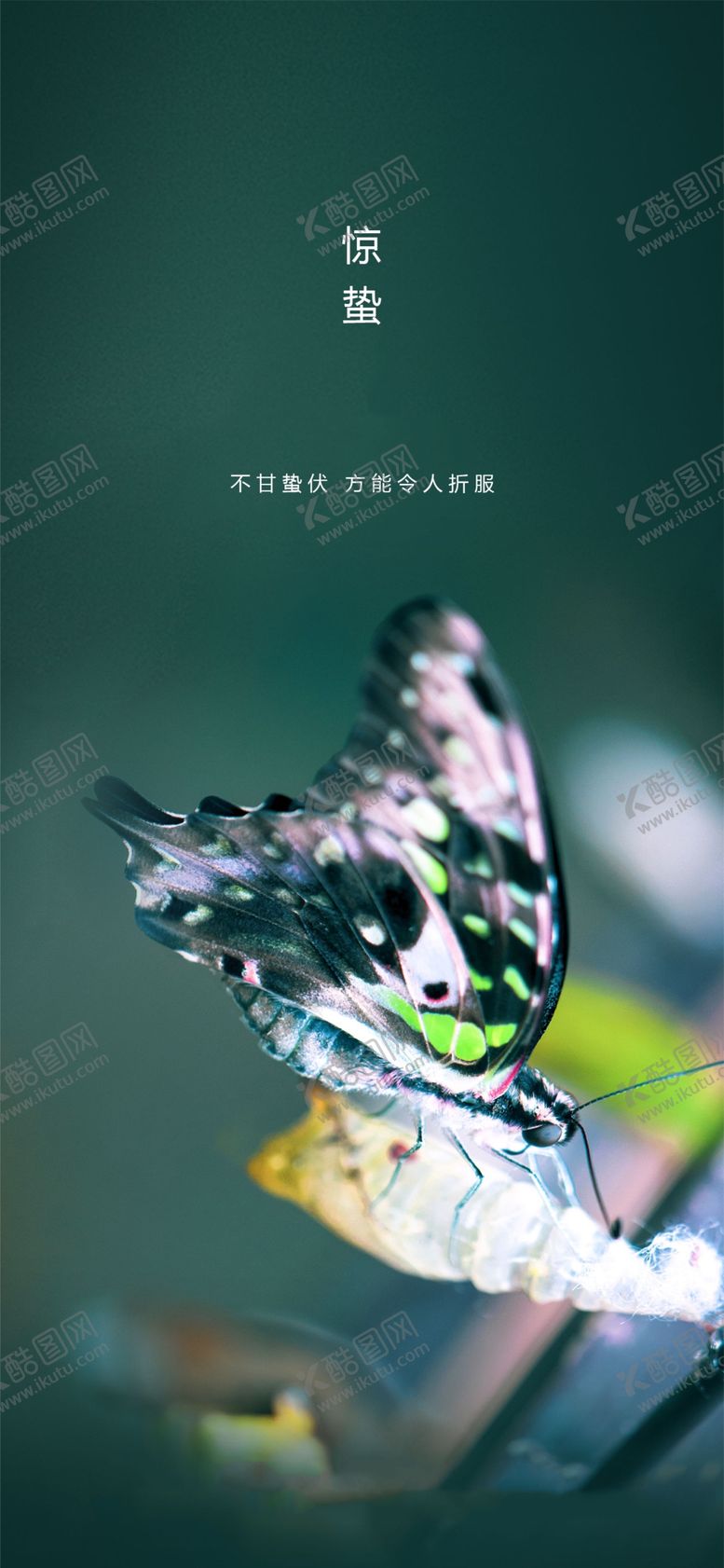 编号：62566303270919541981【酷图网】源文件下载-惊蛰节气海报