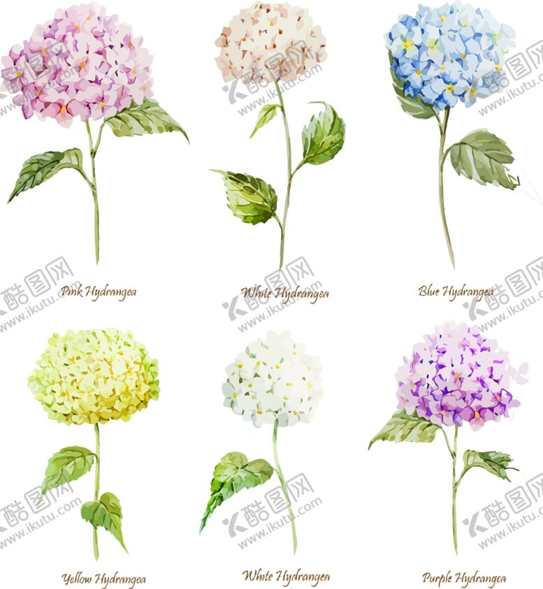 编号：52686210050640365140【酷图网】源文件下载-鲜花素材