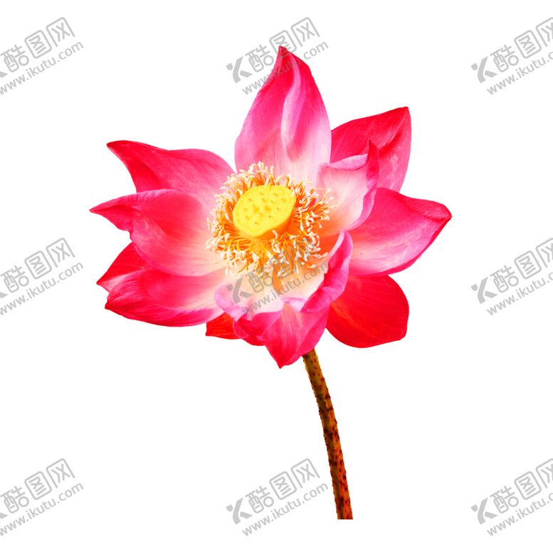 编号：35625109191711177391【酷图网】源文件下载-浪漫素材