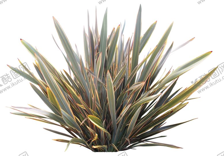 编号：79899409130448024167【酷图网】源文件下载-免扣花卉植物素材