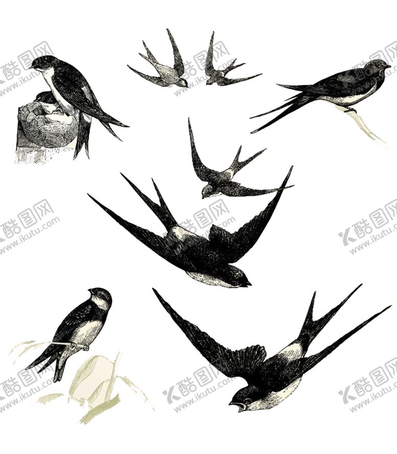 编号：80681609281642174911【酷图网】源文件下载-燕子素材