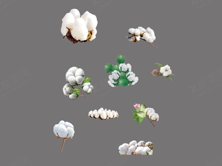 编号：72078509270239421759【酷图网】源文件下载-棉花