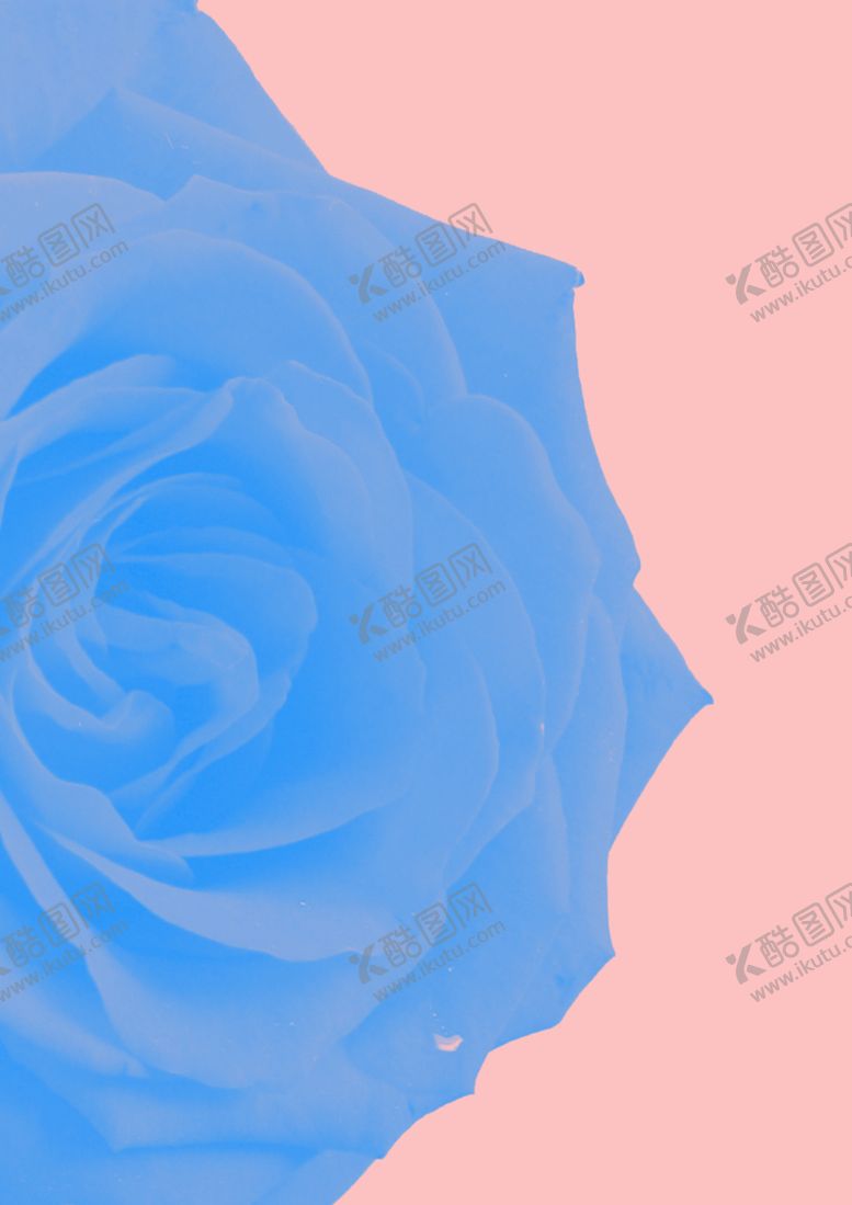 编号：45081709201346498129【酷图网】源文件下载-玫瑰花背景图