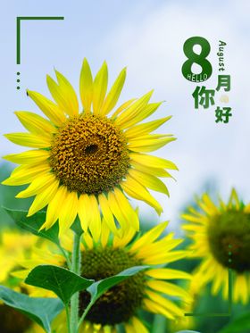 8月你好