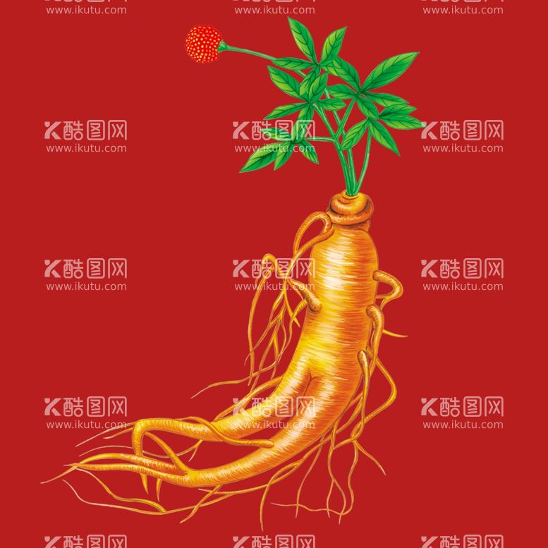 编号：11151503090028194842【酷图网】源文件下载-手绘人参