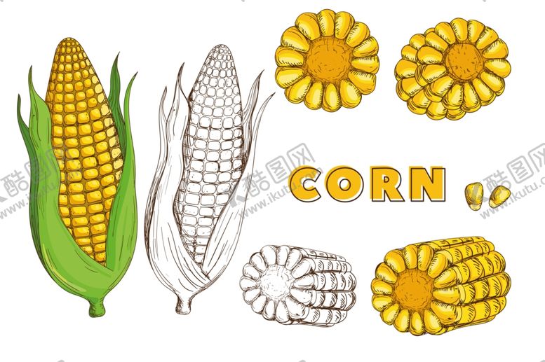 编号：58877710080229125226【酷图网】源文件下载-矢量蔬菜