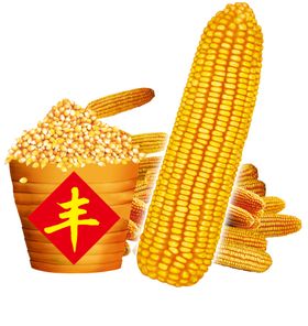 玉米png