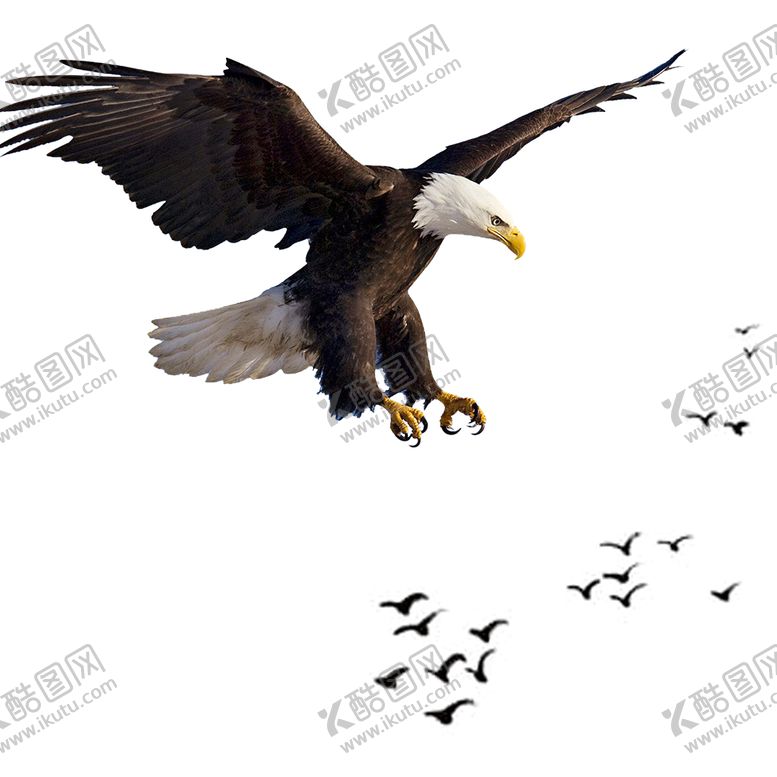编号：67996607090307135351【酷图网】源文件下载-老鹰