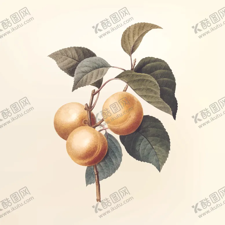 编号：77522907071702484359【酷图网】源文件下载-桃子