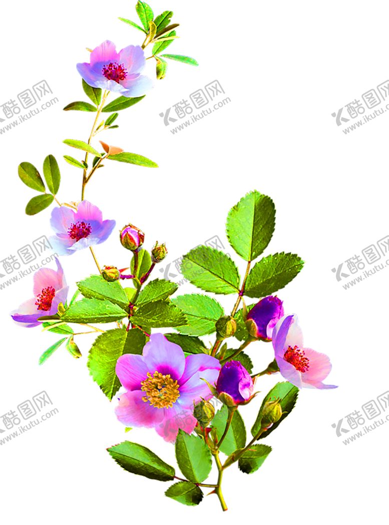 编号：44683307012159146909【酷图网】源文件下载-花素材