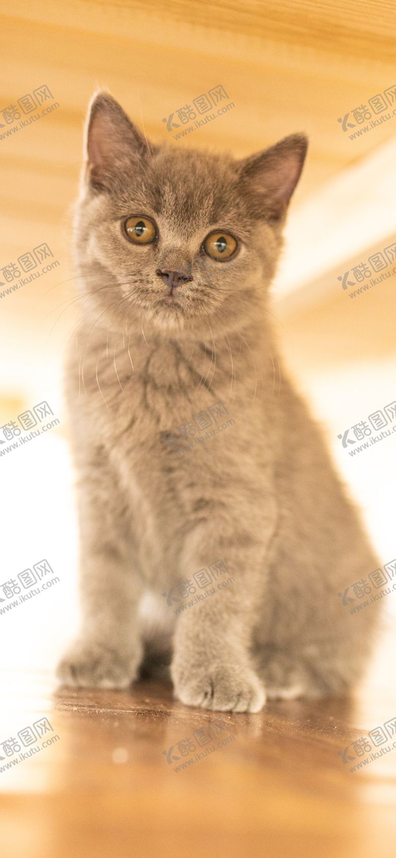 编号：31162907041816372771【酷图网】源文件下载-手机壁纸