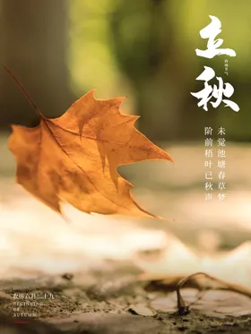 立秋单页宣传单团购