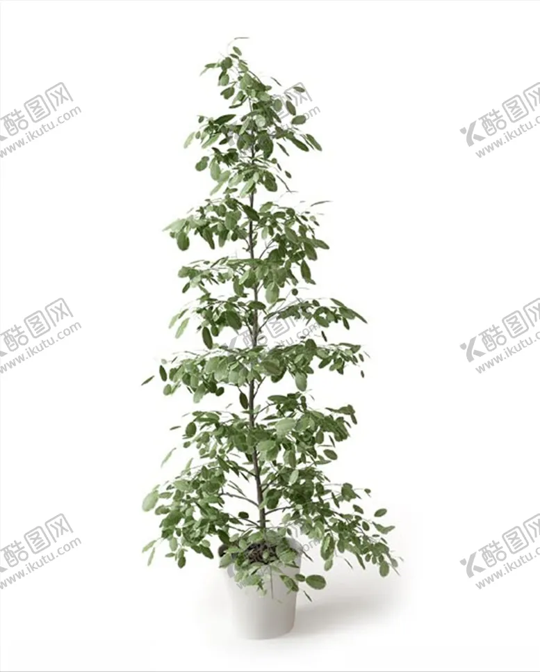 编号：63567104191815399554【酷图网】源文件下载-黄檀