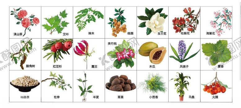 编号：10928001200132372473【酷图网】源文件下载-中药材