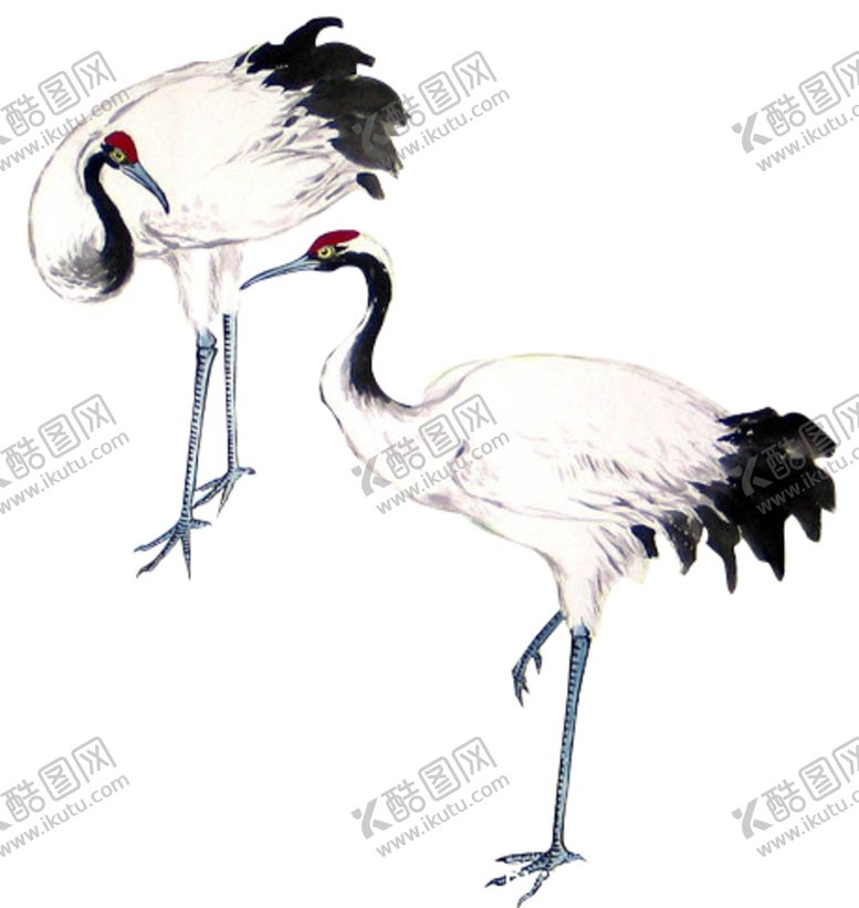编号：33549709131223141619【酷图网】源文件下载-白鹤图片