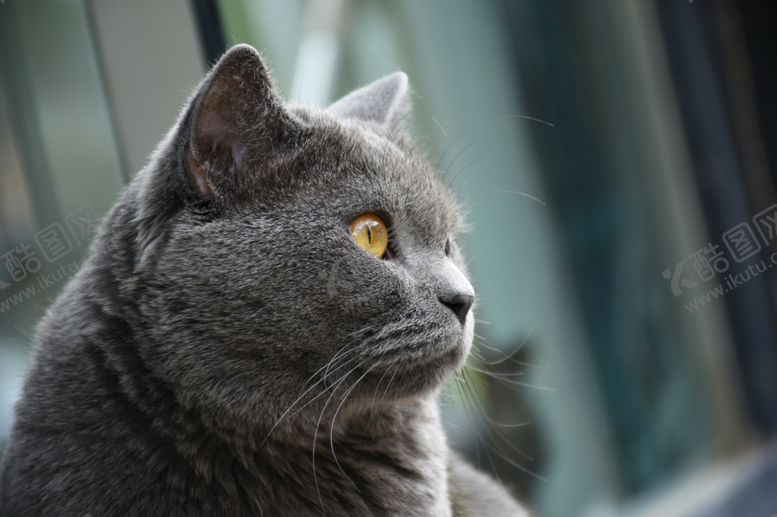 编号：85754010021158094614【酷图网】源文件下载-大胖