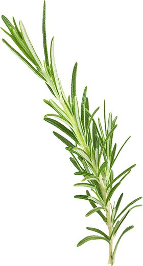 绿色植物