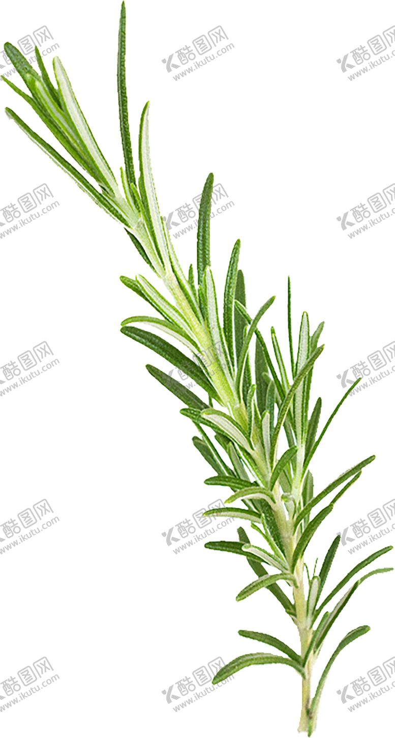 编号：60012306280532096375【酷图网】源文件下载-绿色植物