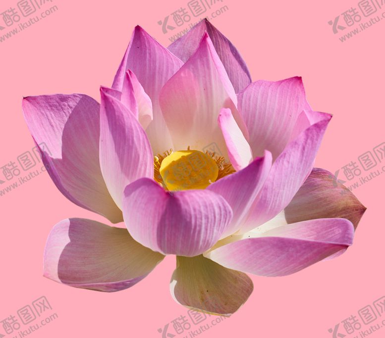 编号：96061011021303062642【酷图网】源文件下载-莲花
